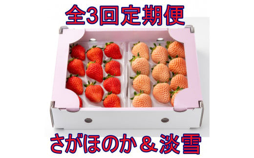 【セット】岸川農園のいちご「さがほのか&淡雪」各1P