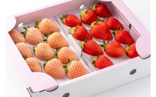 【定期便セット】【全3回】岸川農園のいちご「さがほのか&淡雪」各1P×3回